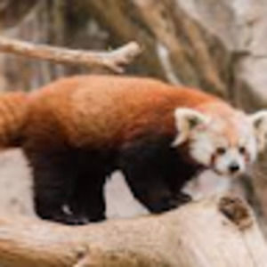 Meet your Posher, Thomas